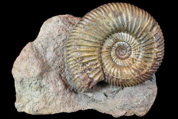 Parkinsonia Ammonite - Sengenthal, Germany #77956